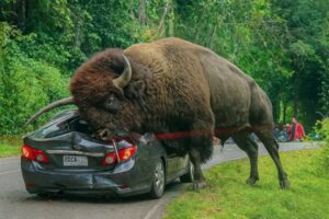 50 Incredible Animal Moments Caught on Camera | Wild & Funny Animal Compilation