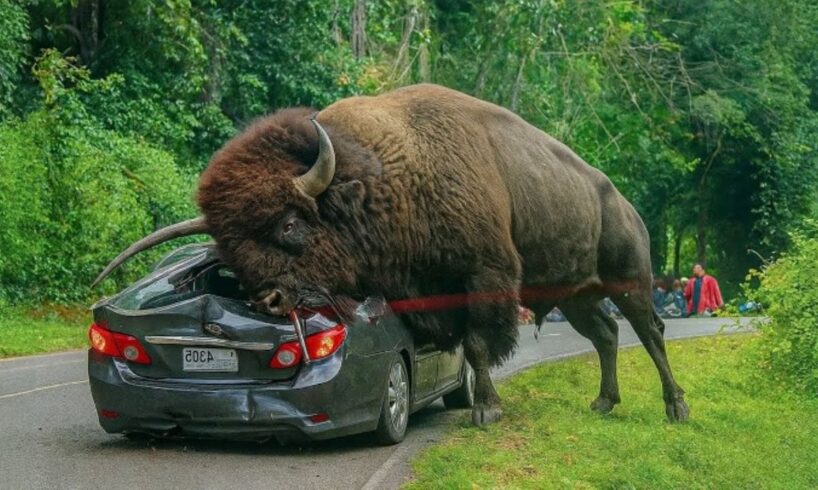 50 Incredible Animal Moments Caught on Camera | Wild & Funny Animal Compilation