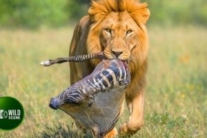 50 Ruthless Moments of Predators Hunting Baby Animals | Animal Fights