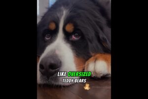 8 Dog Breeds That Have The CUTEST Puppies