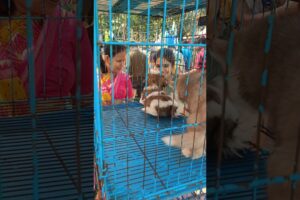 8481012479☎️ | Srirampur Pet Market ❤️🔥 | Cute Puppies For Sale