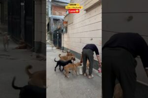 @FeedingFurFriends like share subscribe comment support feeding cute puppies #viral