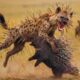 A Deadly Strike: Porcupine Attack Pushes Hyena to the Brink | Animal Fight