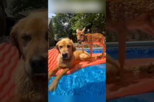 A Farmer Saved a lonely Baby Deer🦌😍 #shorts