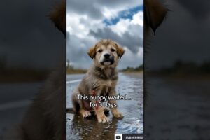 A Stray Puppy Waited 3 Days for Someone to Help… #shorts