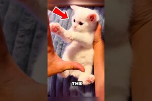 A Tiny Kitten Rescued from a Pipe Found a Loving Home #animals #shorts #kitten