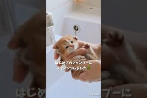 A day with kittens!!🐾😺#cat #cute #kitten #shorts #cutebaby #子ネコ