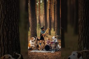 A family of dog playing musical instruments in the forest #TinyLittleCozy #CuteAnimals #AnimalShorts