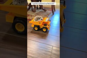 A woman rescued a hedgehog from a dog. #hedgehog #animals #shorts