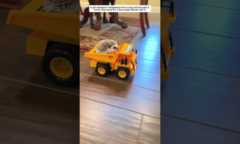 A woman rescued a hedgehog from a dog. #hedgehog #animals #shorts