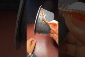 ANCIENT Creature as my pet! #animals #history #pets #cuteanimals