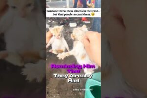 Abandoned Kittens Rescued by Kind Hearts A Beautiful Act of Love ❤️🐾#hearttouching#animals#pets#cat