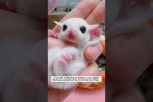 Abandoned Sugar Glider #animalfriendshipgoals #animals #rescue #pets#sugerglider #lovestory #love