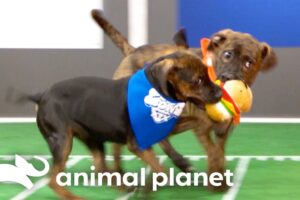 Adorable Highlights from Past Puppy Bowls! | Animal Planet