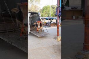 Aggressive Bull Horn Injured | Third Eye Open | Rescued #rescue #animals #fyp #shorts #bull #fypシ