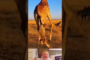 Air transport 🤣🤣 | Animal fighting Video | #animals #shorts