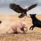 Albino Baby Elephant Saved from an Eagle’s Talons – a Tiny Dog Leapt into Danger|Animal Rescue Story