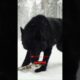 All Wolves Respect This!! (Alpha Black Wolf)🐺