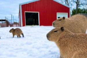 All of My Animals Froze to Death (starting over)