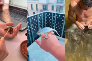 Amazing Links   People and Animals#lovestory #animals #wildliferescue #pets #rescue #love #funny