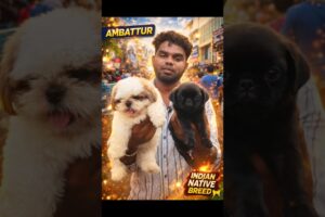 Ambattur’s Cutest Puppies 😍 Shih Tzu 🐶 & Black Pug 🖤 You Can’t Miss This!”