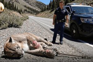 Animal Rescue : Heroes Save a Mountain Lion From a Deadly Traffic Snare #110