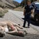 Animal Rescue : Heroes Save a Mountain Lion From a Deadly Traffic Snare #110