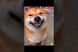 Animals Playing Funny #kids#animals#funnyanimals#kidsvideo#childrensvideo#familyfriendly