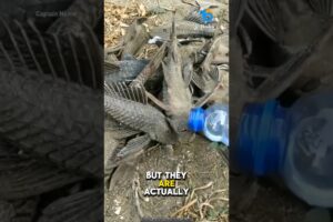 Are these fish dead?