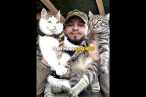 Army Base Full Of Cats 😻 #shorts