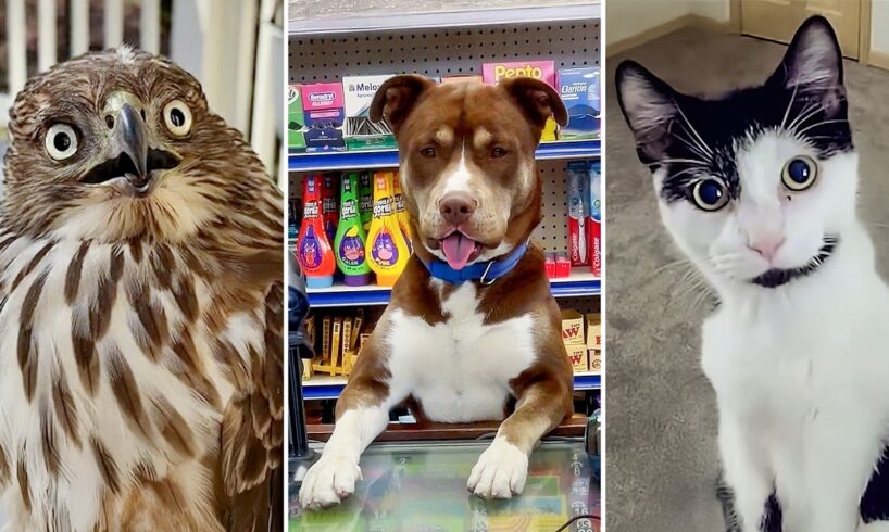 BEST Videos of the Decade 😹 | FUNNIEST Animals