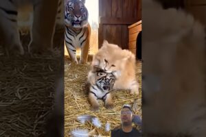 BRAVE CAT VS TIGER CUB! 🐯 Unlikely Best Friends Playing Together! 😱❤️ #cat #tiger #friends ✨