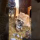 BRAVE CAT VS TIGER CUB! 🐯 Unlikely Best Friends Playing Together! 😱❤️ #cat #tiger #friends ✨