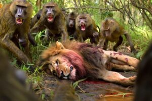 Baboon vs Lion – Fight to the Death on the Kenyan Plains #wildlife | Animal documentary
