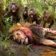 Baboon vs Lion – Fight to the Death on the Kenyan Plains #wildlife | Animal documentary