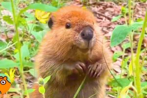 Baby Beaver Found In a Field Dances With Joy | Cuddle Buddies