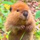 Baby Beaver Found In a Field Dances With Joy | Cuddle Buddies