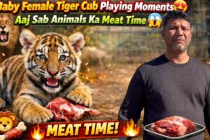 Baby Female Tiger Cub Playing Moments 😍 | Aaj Sab Animals Ka Meat Time 😱