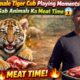 Baby Female Tiger Cub Playing Moments 😍 | Aaj Sab Animals Ka Meat Time 😱
