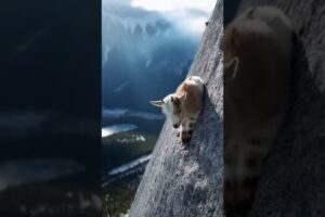 Baby Goat 🐐 Cliff Rescue #rescue #goat #savings #animalrescue