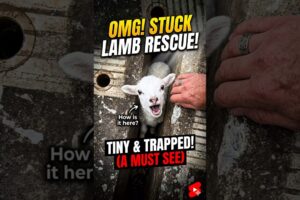 Baby Lamb Stuck Inside a Wall Rescued by a Kind Family 🐑❤️ #Shorts