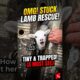 Baby Lamb Stuck Inside a Wall Rescued by a Kind Family 🐑❤️ #Shorts