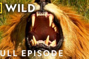 Battle Ready (Full Episode) | Animal Fight Night Compilation | Nat Geo Animals