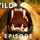 Battle Ready (Full Episode) | Animal Fight Night Compilation | Nat Geo Animals
