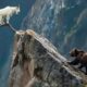 Bear Vs Mountain Goat: No Way To Catch The GOAT