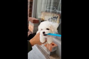 Best of cutest puppies videos compilation ! lovely puppy   Teacup puppies KimsKennelUS720p