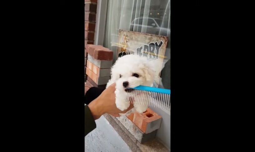 Best of cutest puppies videos compilation ! lovely puppy   Teacup puppies KimsKennelUS720p