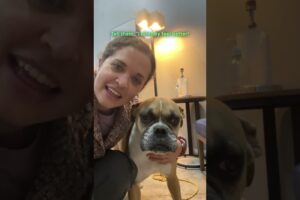 Boxer Follows Hikers Down A Mountain Hoping For A Home | The Dodo