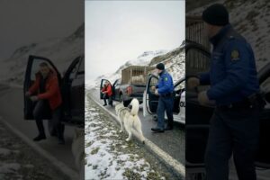 Brave K9 Dog Saved Her Puppies #dogs #rescue #animals