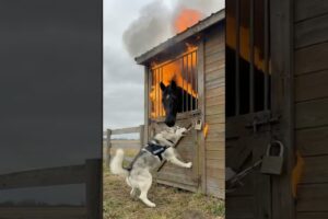 Brave K9 Dog Saved the Friend Horse from a Disaster #dogs #rescue #animals